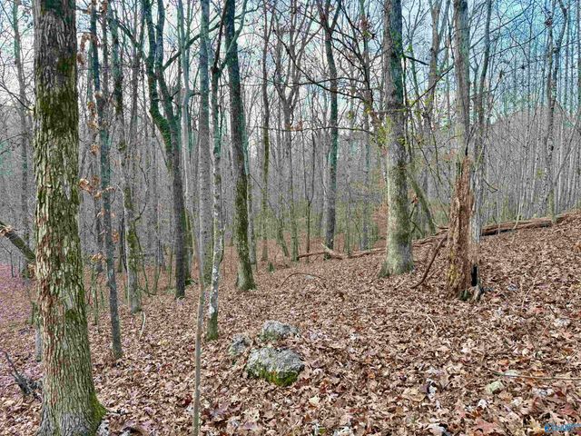 3 County Road 137 504549, Cedar Bluff, AL 35959