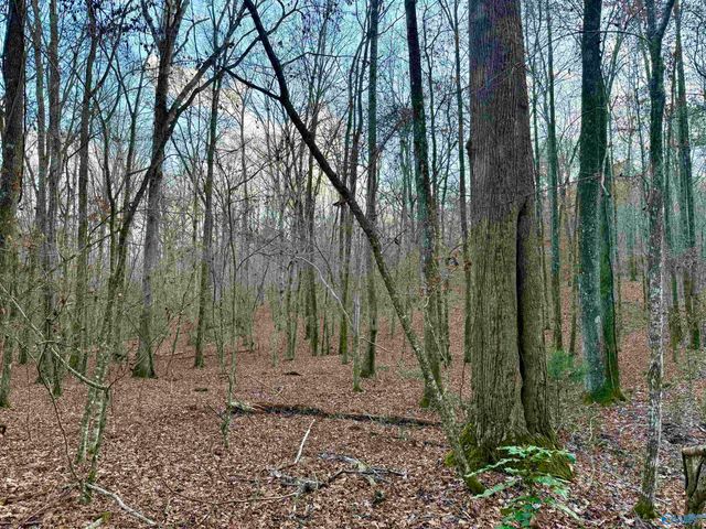 3 County Road 137 504549, Cedar Bluff, AL 35959