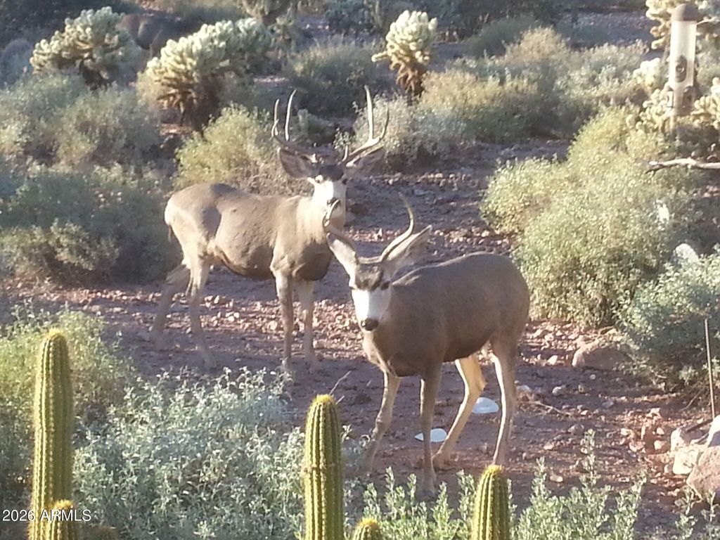 Image 56 of property listing at 5236 S MARBLE Drive S, Gold Canyon, AZ 85118