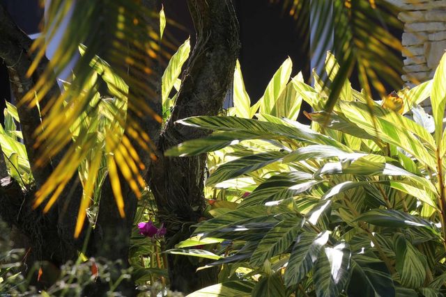 4595 125th Avenue S, Wellington, FL 33414