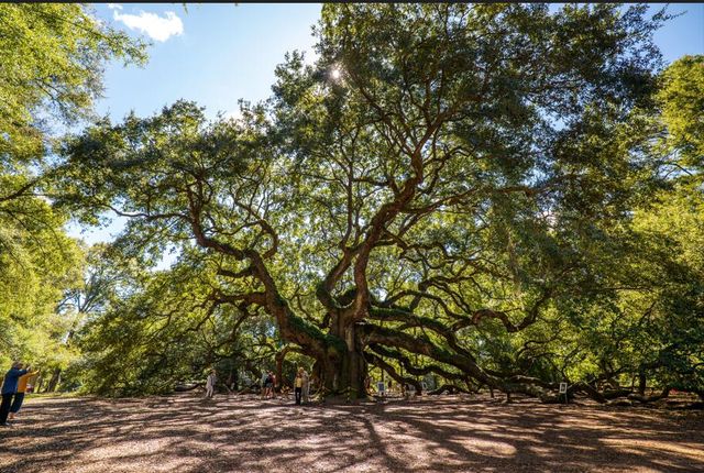 3025 Robeson Trace, Johns Island, SC 29455