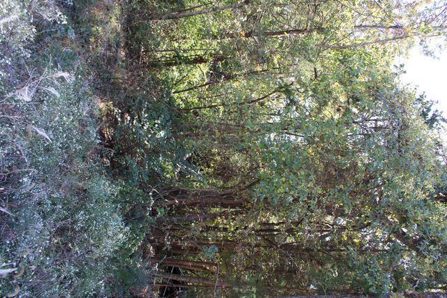 4042 Red Oak Road Lot 61, Merriam Woods, MO 65740