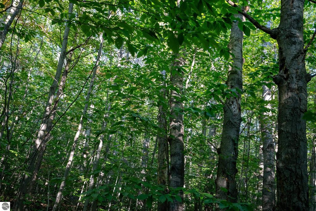 Image 14 of property listing at V/L Forestgrove Drive, Elmira, MI 49730