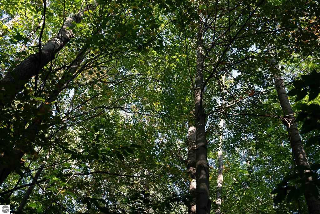 Image 15 of property listing at V/L Forestgrove Drive, Elmira, MI 49730