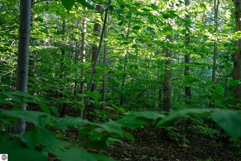 Image 16 of property listing at V/L Forestgrove Drive, Elmira, MI 49730