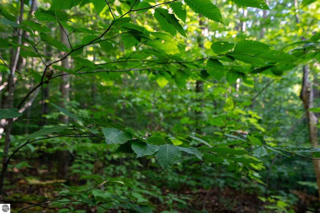 Image 17 of property listing at V/L Forestgrove Drive, Elmira, MI 49730