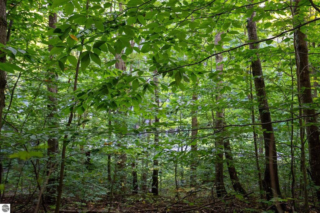 Image 18 of property listing at V/L Forestgrove Drive, Elmira, MI 49730