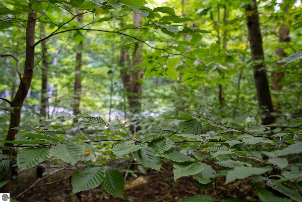 Image 19 of property listing at V/L Forestgrove Drive, Elmira, MI 49730