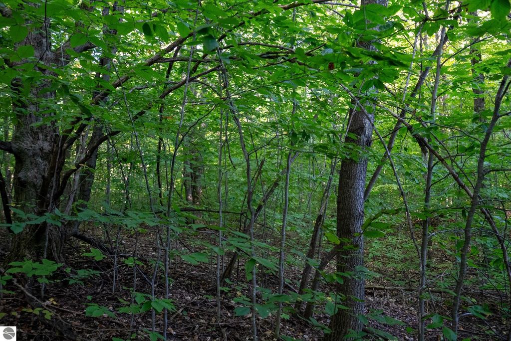 Image 20 of property listing at V/L Forestgrove Drive, Elmira, MI 49730