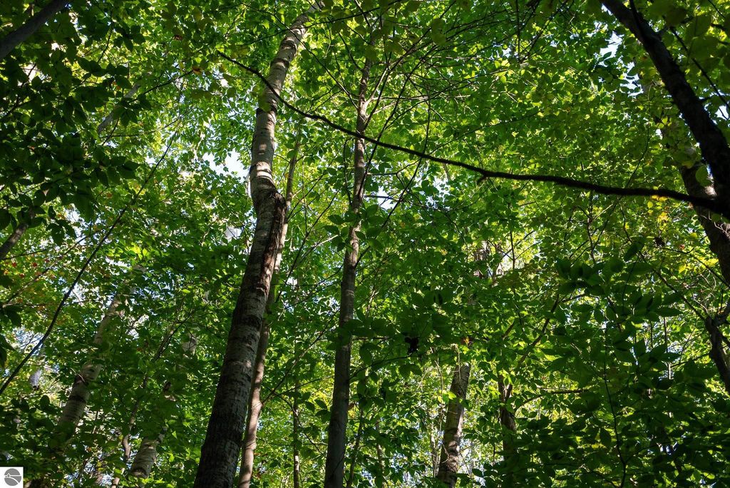 Image 4 of property listing at V/L Forestgrove Drive, Elmira, MI 49730