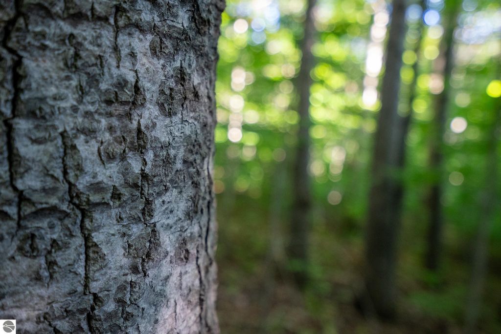 Image 7 of property listing at V/L Forestgrove Drive, Elmira, MI 49730