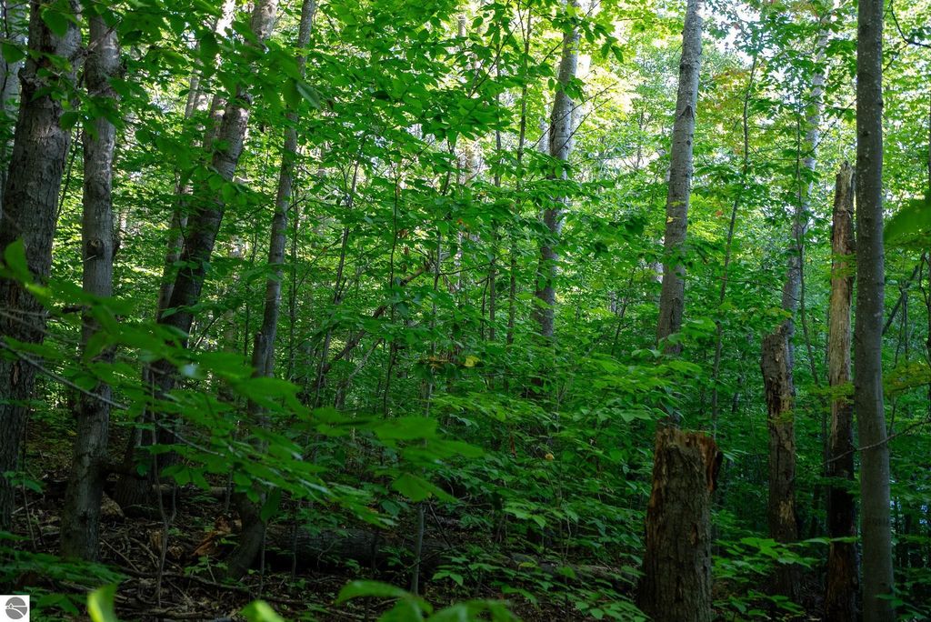 Image 9 of property listing at V/L Forestgrove Drive, Elmira, MI 49730