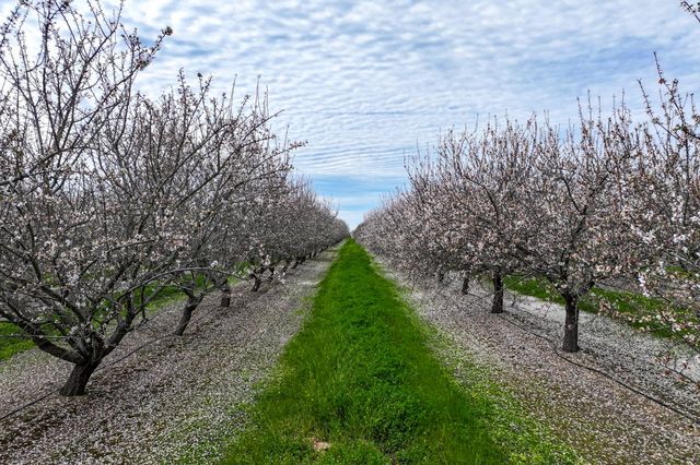 10847 E Belmont Avenue, Sanger, CA 93657