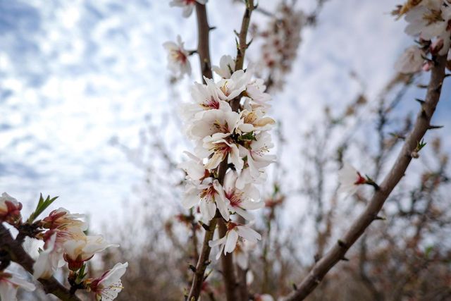 10847 E Belmont Avenue, Sanger, CA 93657