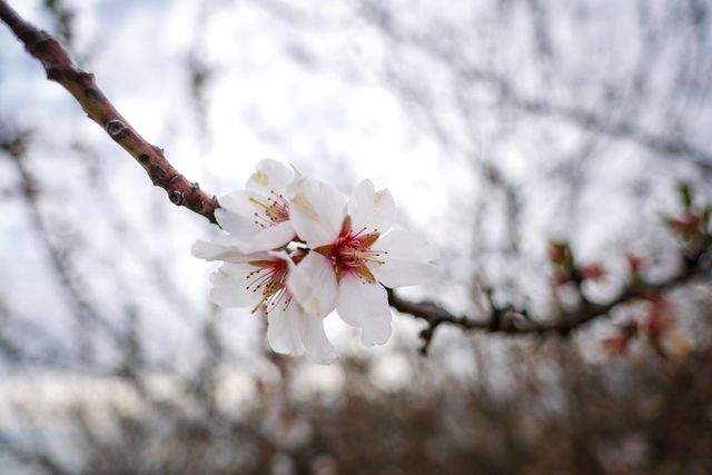 10847 E Belmont Avenue, Sanger, CA 93657