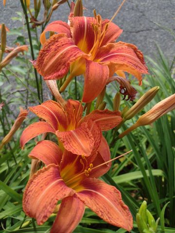 11 Webquish Lane, Mashpee, MA 02649