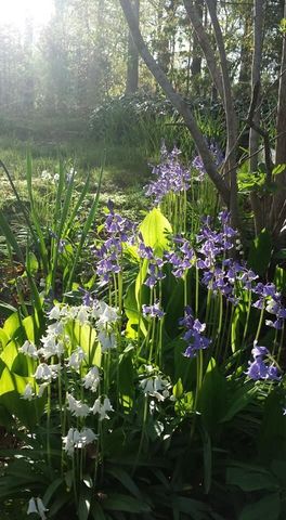 11 Webquish Lane, Mashpee, MA 02649