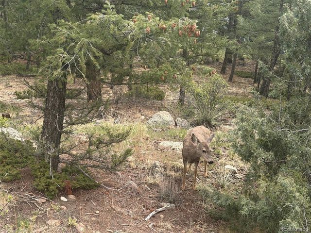 6252 S King Dr, Evergreen, CO 80439
