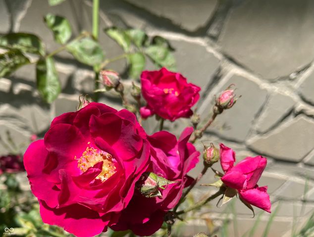 1737 Brer Rabbit Drive, Greenwood, IN 46143