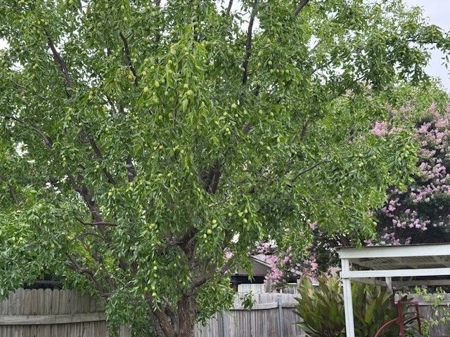 6922 Field Lark Drive, Arlington, TX 76002