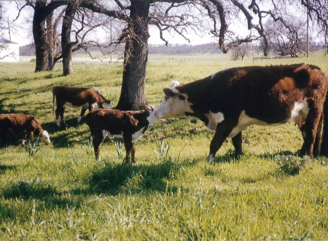 23848 Springwood Way, Millville, CA 96062