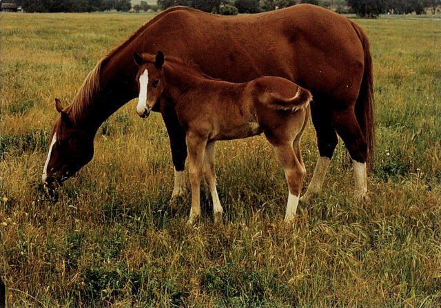 23848 Springwood Way, Millville, CA 96062