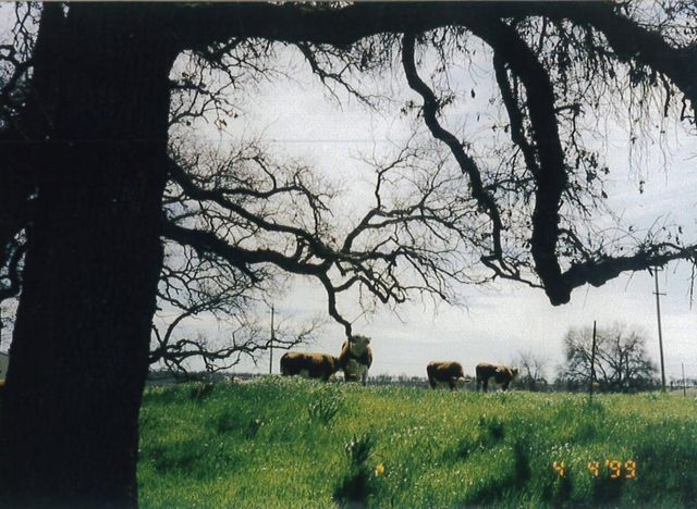 23848 Springwood Way, Millville, CA 96062