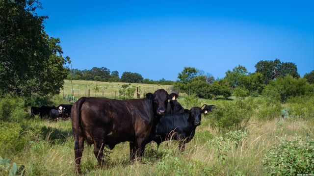 9978 hay spring, Fredonia, TX 76842