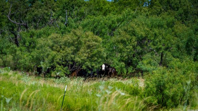 9978 hay spring, Fredonia, TX 76842