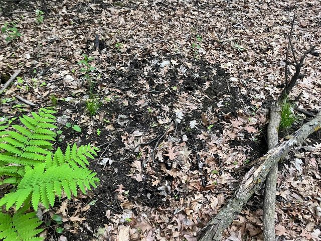 xxx Crust Road, Brainerd, MN 56401