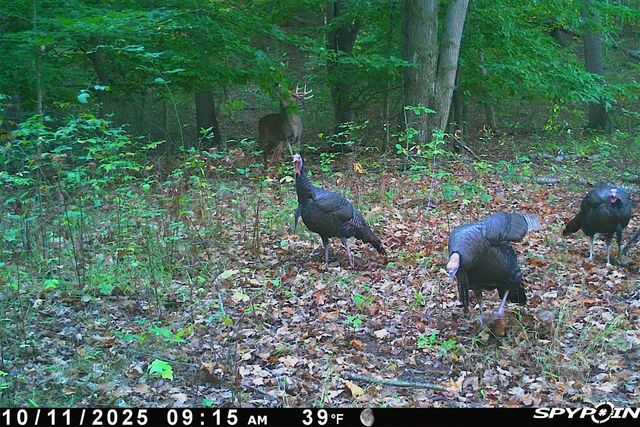 5860 S 36th Street, Climax, MI 49034