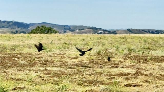 1150 Sonnys Way, Hollister, CA 95023
