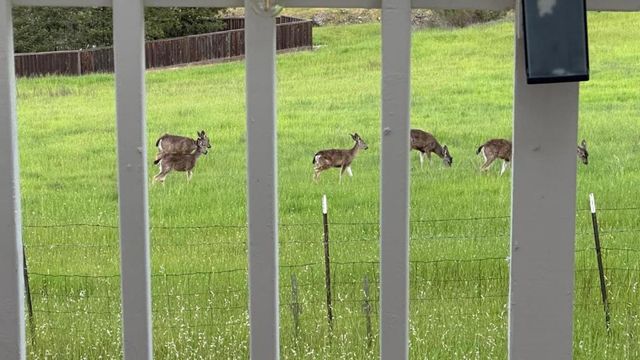 1232 Copper Peak Lane, San Jose, CA 95120