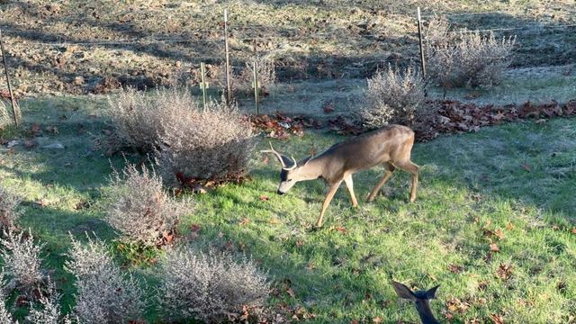 1232 Copper Peak Lane, San Jose, CA 95120