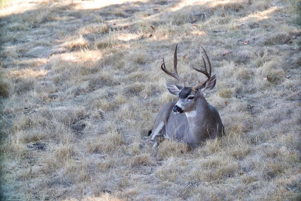 Image 5 of property listing at 1232 Copper Peak Lane, San Jose, CA 95120
