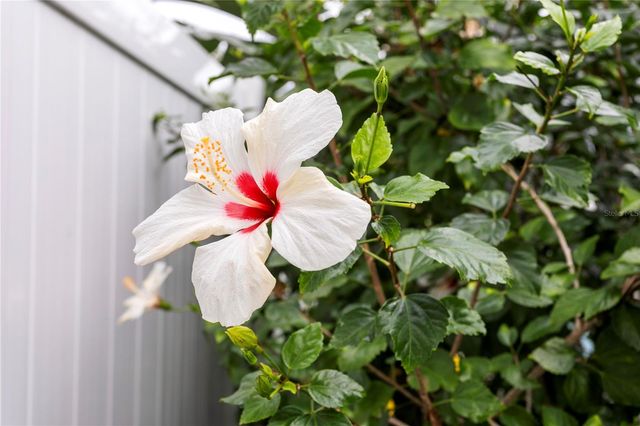 11206 POCKET BROOK, Tampa, FL 33635