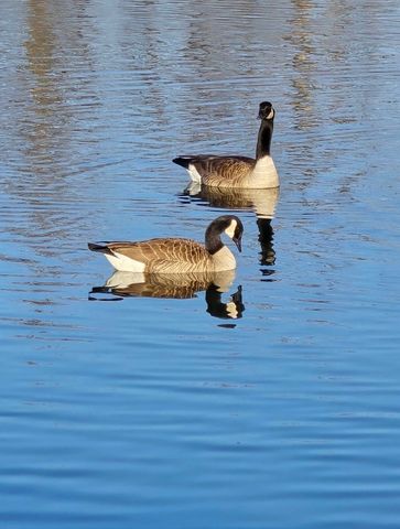 15108 Wild Duck Way, Fort Worth, TX 76262