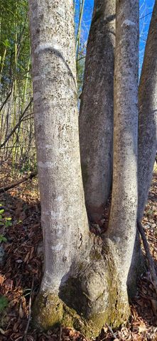 Lot 3 Turtle Rock Lane, Waynesville, NC 28785