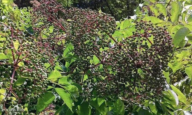 168 County Road 484, Englewood, TN 37329