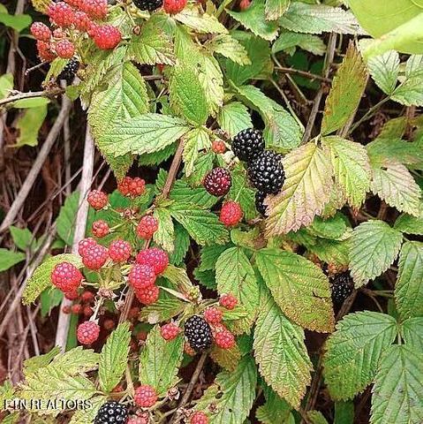 168 County Road 484, Englewood, TN 37329