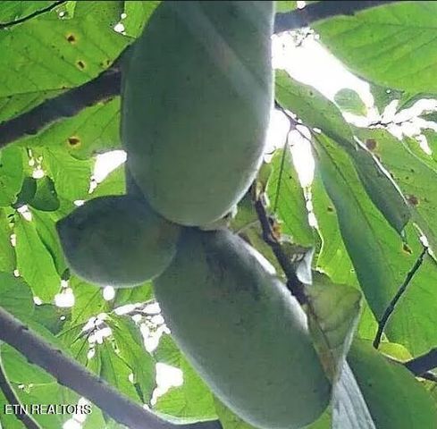 168 County Road 484, Englewood, TN 37329