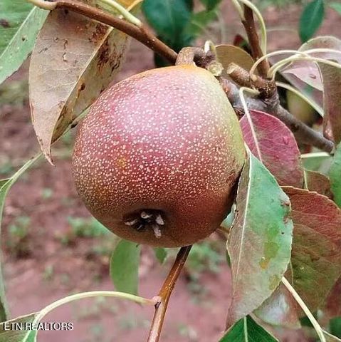 168 County Road 484, Englewood, TN 37329