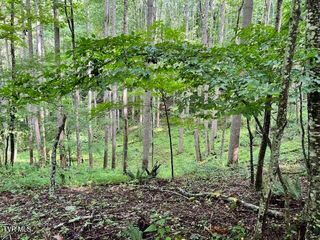 337 Heaton Creek Road, Roan Mountain, TN 37687
