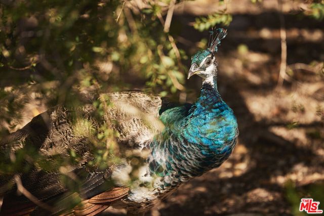 6715 Fernhill Drive, Malibu, CA 90265