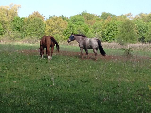 9301 E Division Road, Mill Creek, IN 46365