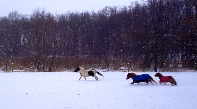 9301 E Division Road, Mill Creek, IN 46365