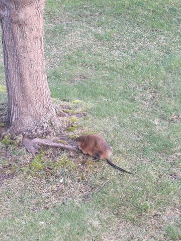 1301 Mckusick Road Lane N, Stillwater, MN 55082