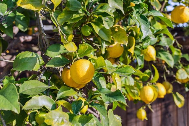 1308 1308 Court Street, Alameda, CA 94501