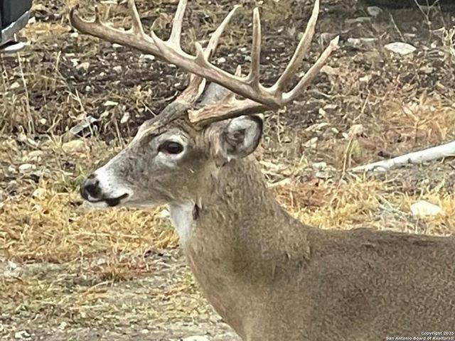 988 Sd 71600, Rocksprings, TX 78880