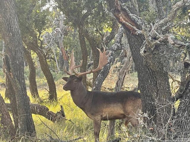 988 Sd 71600, Rocksprings, TX 78880